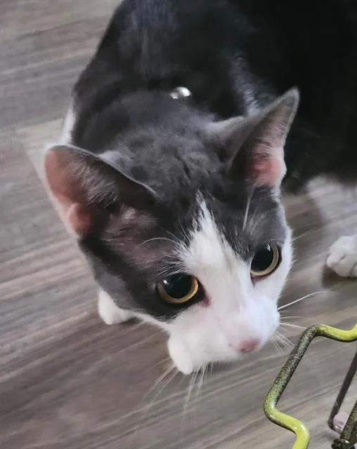 A young medium-sized female Domestic Short Hair cat named Bama for adoption in San Antonio, TX