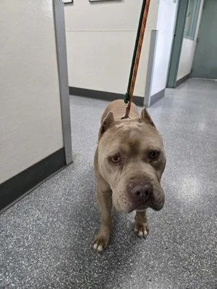 A senior large-sized male Pit Bull Terrier dog named Micah for adoption in Oakland, CA