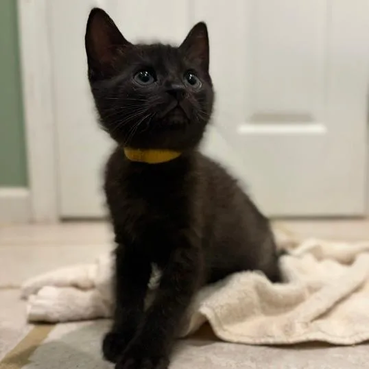 A baby small-sized female Domestic Short Hair cat named Mono for adoption in Troy, VA