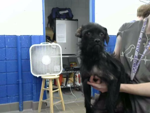 A young medium-sized female Rat Terrier dog named Sage for adoption in Albuquerque, NM