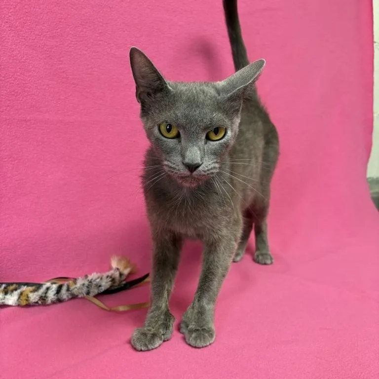 A young medium-sized female Gray / Blue / Silver Domestic Short Hair cat named Violet for adoption in Valdosta, GA