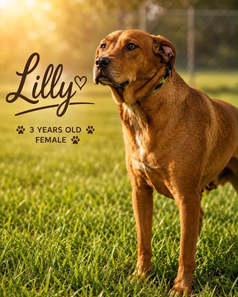 A young medium-sized female Mixed Breed dog named Lilly for adoption in Kingsland, GA