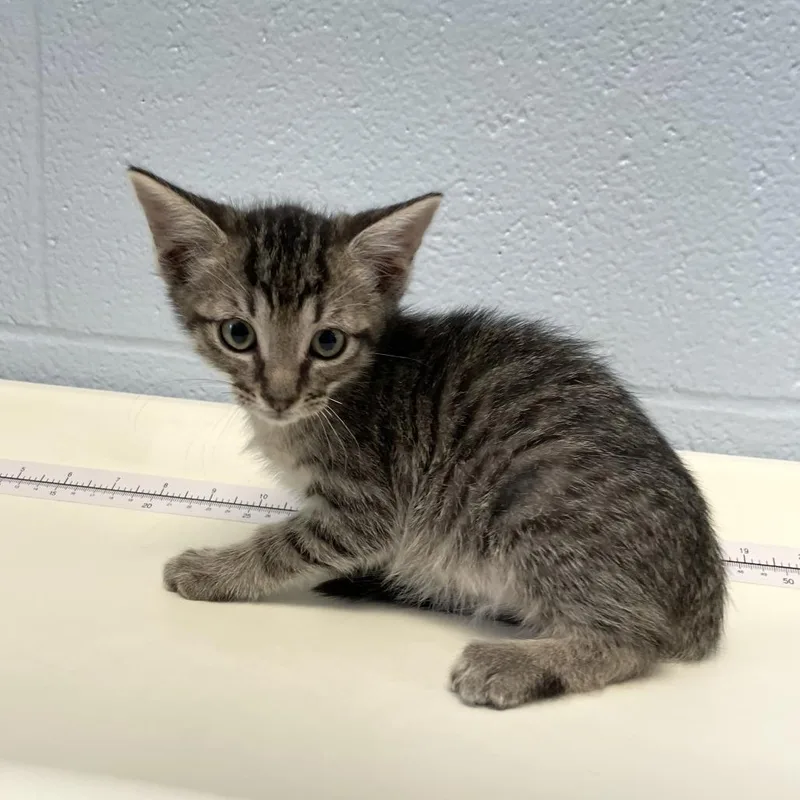 A baby small-sized male Black Domestic Short Hair cat named Garden Gnome for adoption in Carencro, LA