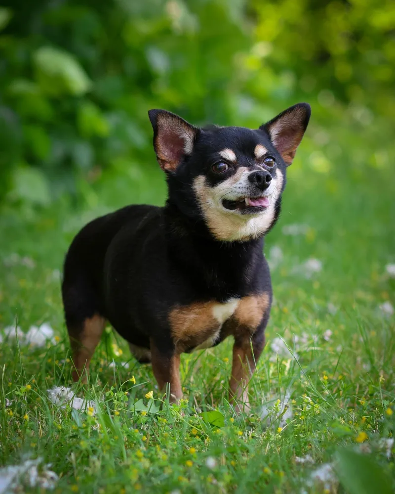 A senior small-sized male Black Chihuahua dog named Schubert for adoption in Bridgeport, CT