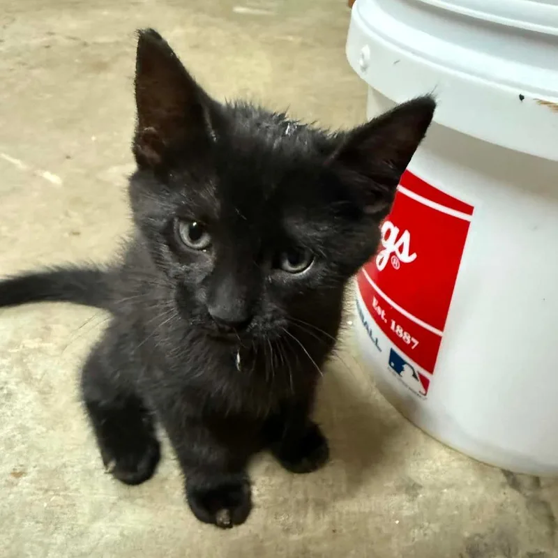A baby small-sized male Black American Shorthair cat named Gus for adoption in Valdosta , GA