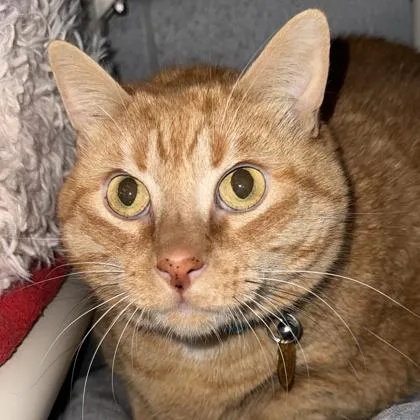 An adult medium-sized male Tabby (Orange / Red) Domestic Short Hair cat named Sammy for adoption in Lansing, MI