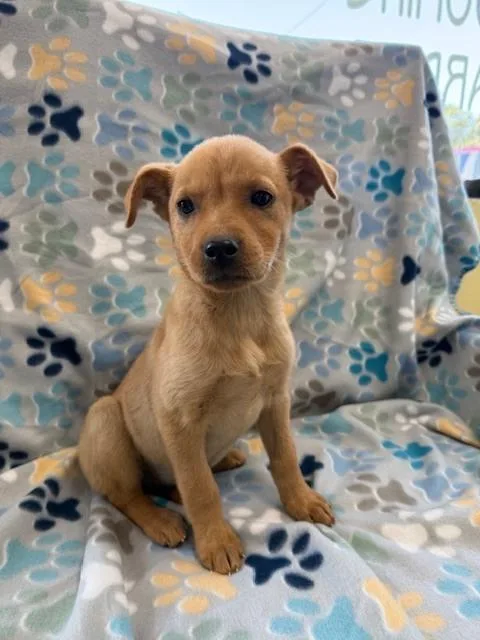A baby small-sized male Brown / Chocolate Chihuahua dog named Ryder for adoption in Crescent City, FL