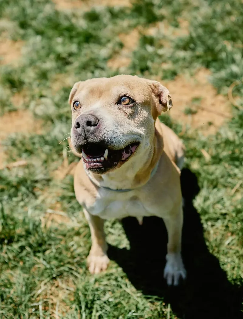 An adult medium-sized female Apricot / Beige Pit Bull Terrier dog named Butter for adoption