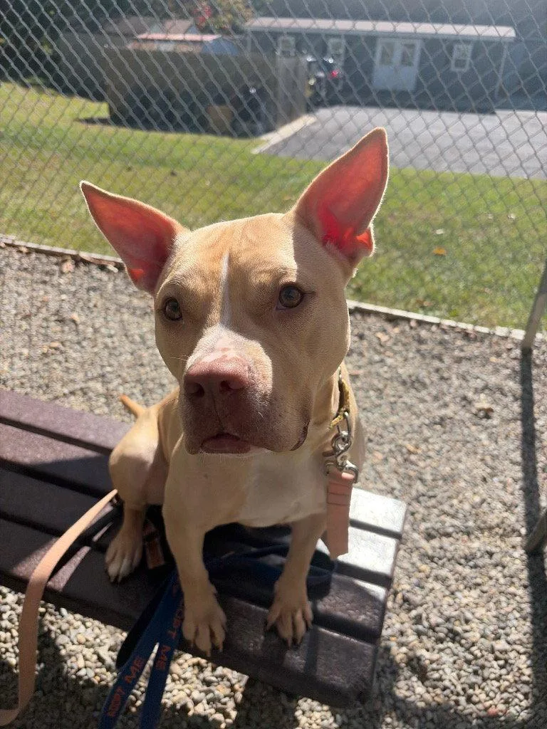 An adult medium-sized female Pit Bull Terrier dog named Carrie for adoption in Sayreville, NJ