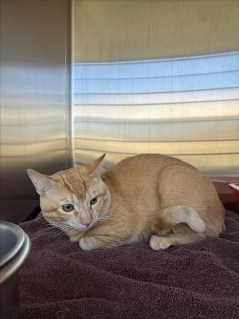 A young small-sized male Domestic Short Hair cat named Naruto for adoption in Norco, CA