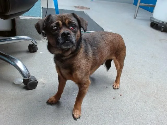 An adult small-sized male Pug dog named Ringo for adoption in Albuquerque, NM