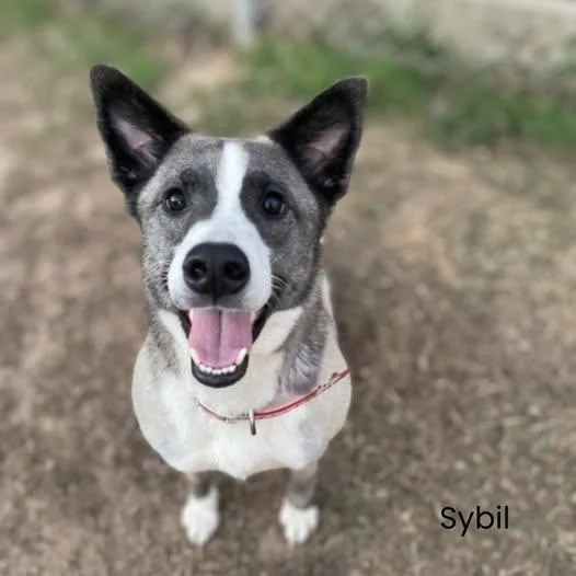 Sybil