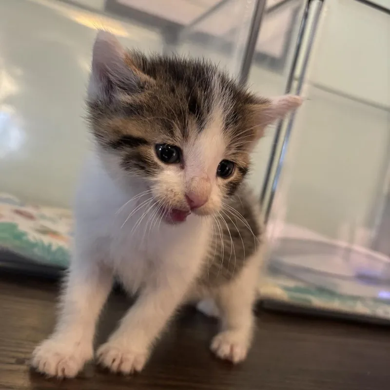 A baby small-sized male White Domestic Short Hair cat named Jack for adoption in Edwards, IL