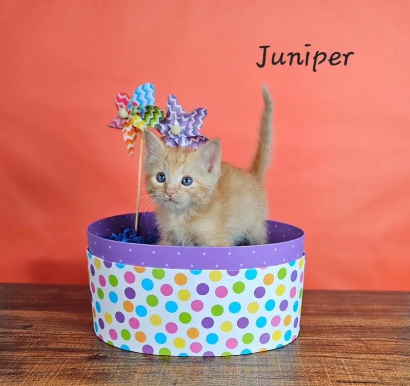 A baby small-sized male Domestic Short Hair cat named Juniper for adoption in San Jacinto, CA