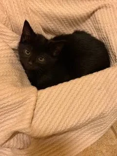 A baby medium-sized male Domestic Short Hair cat named Fergal for adoption in Little Rock, AR