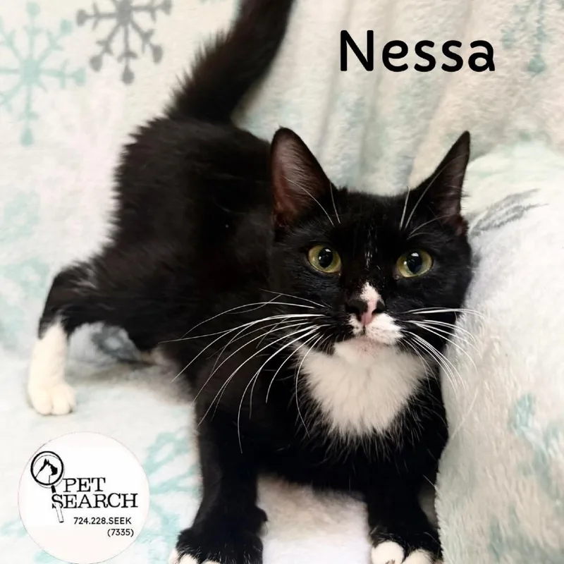 A young small-sized female Black Domestic Short Hair cat named Nessa for adoption in Washington, PA