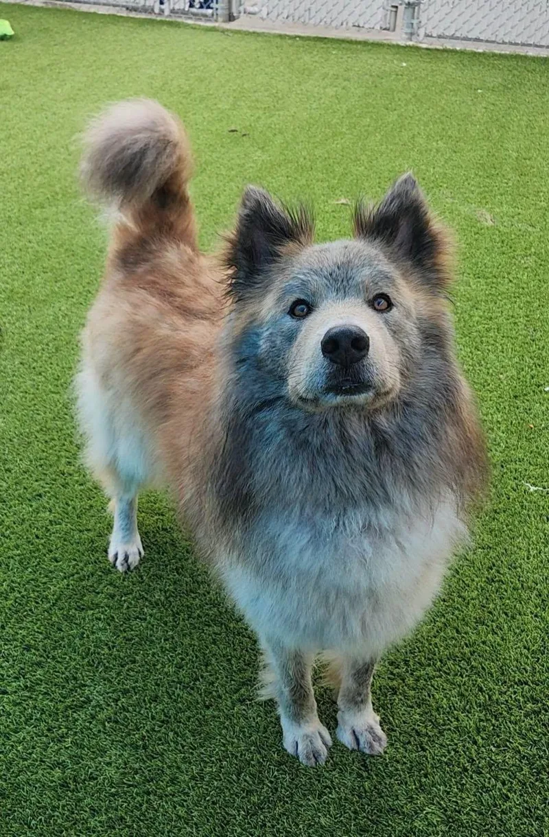An adult large-sized male Chow Chow dog named Grizzly Adams for adoption in Frankfort, KY