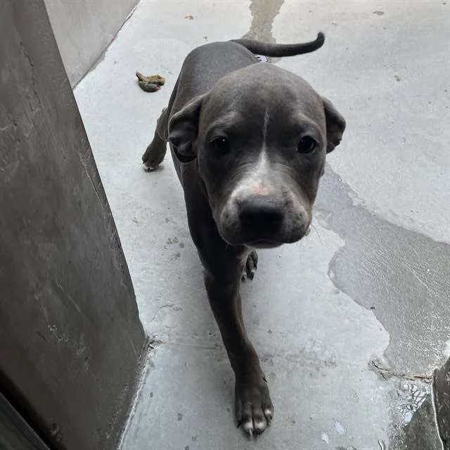 A baby small-sized male Staffordshire Bull Terrier dog named Frank for adoption in Santa Cruz, CA