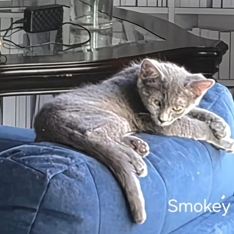 A baby small-sized female Gray / Blue / Silver Domestic Short Hair cat named Smokey for adoption in Las Vegas, NV