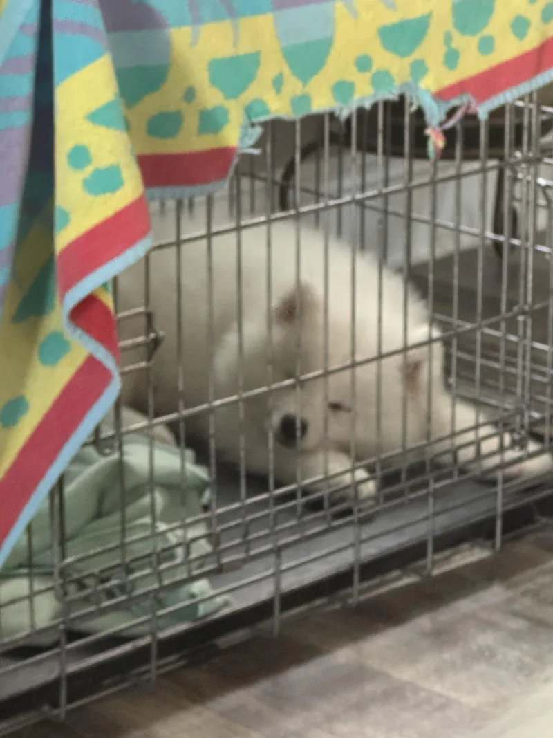 A baby medium-sized male White / Cream Samoyed dog named Alfredo for adoption in Lehigh Valley, PA