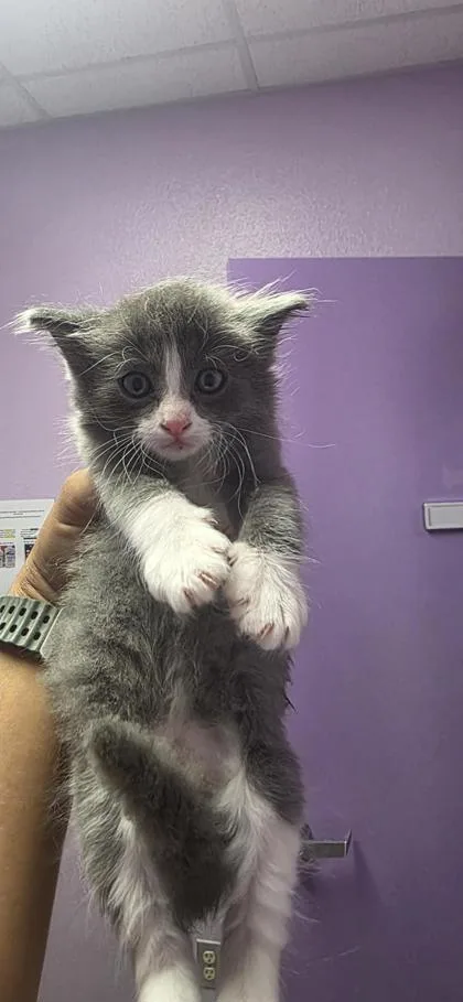 A baby small-sized male Gray / Blue / Silver Domestic Medium Hair cat named 61016011 for adoption in El Paso, TX