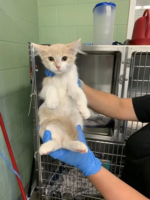 A baby small-sized female Domestic Short Hair cat named Cleo for adoption in Grand Prairie, TX
