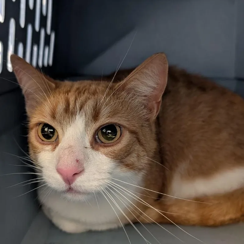 An adult large-sized male Orange / Red Domestic Short Hair cat named Tomtom for adoption in Fairport, NY