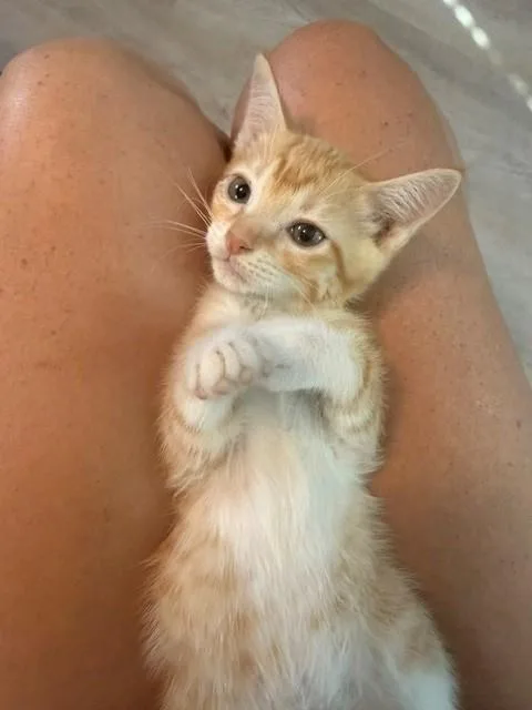 A baby medium-sized male Orange & White Domestic Short Hair cat named Comanche for adoption in Houston, TX