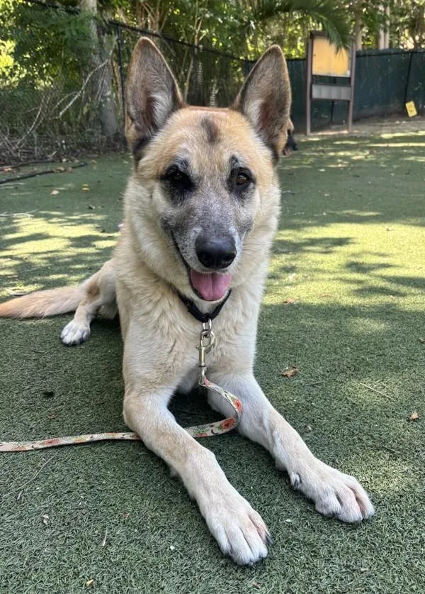 An adult large-sized male Belgian Shepherd / Sheepdog dog named Jrpoe for adoption in Oceanside, CA