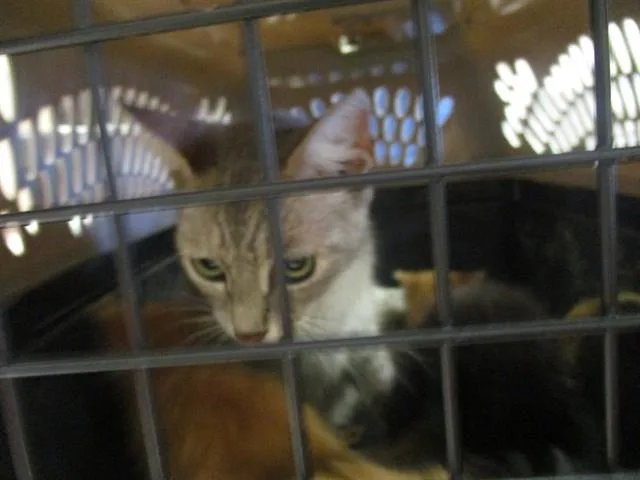A young small-sized female Domestic Short Hair cat named Catherine for adoption in Ocala, FL