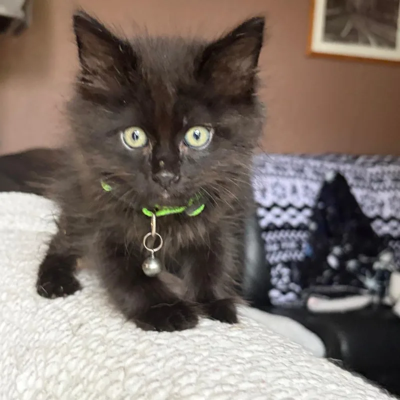 A baby small-sized male Smoke Domestic Medium Hair cat named Cosmo for adoption in Pleasanton, CA
