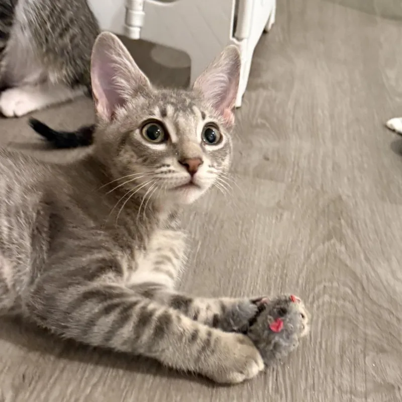 A baby small-sized male Gray / Blue / Silver Domestic Short Hair cat named Toffee for adoption in Los Angeles, CA