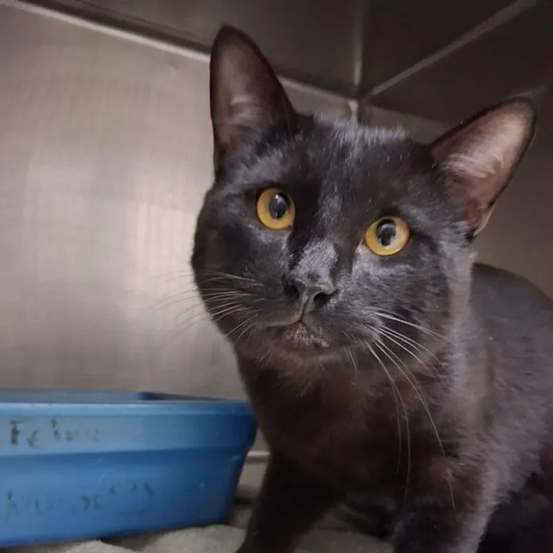 An adult medium-sized male Black Domestic Short Hair cat named Jericho for adoption in Lake Havasu City, AZ