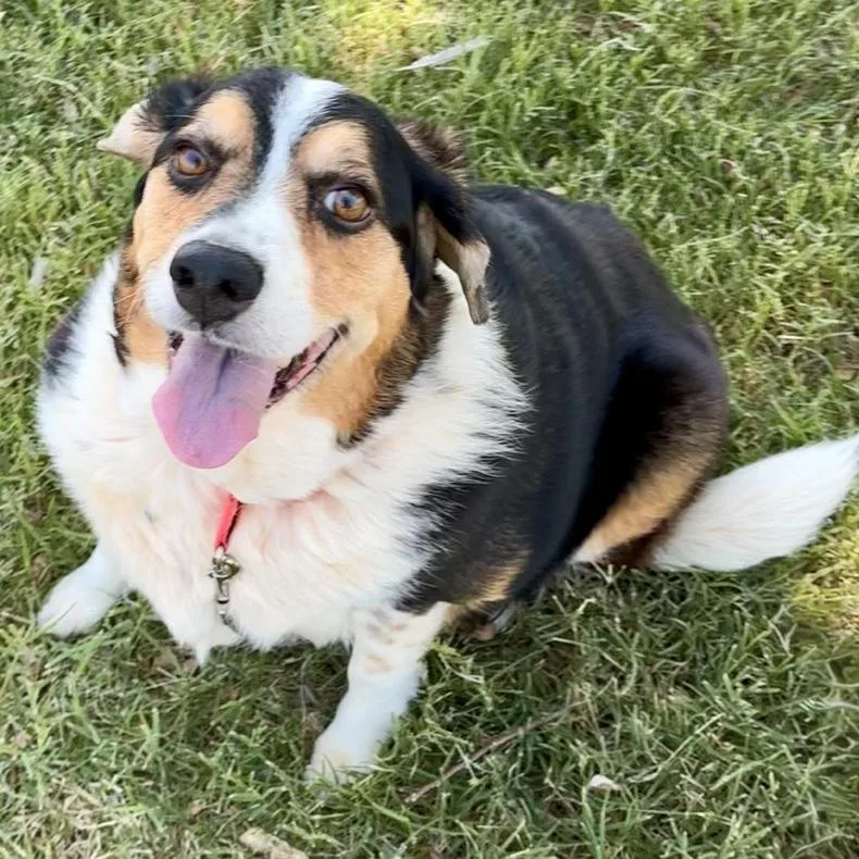An adult medium-sized female Australian Shepherd dog named Rosie for adoption in Oklahoma City, OK