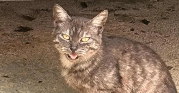 An adult medium-sized female Gray / Blue / Silver Domestic Long Hair cat named Alex for adoption in Naranjito, PR