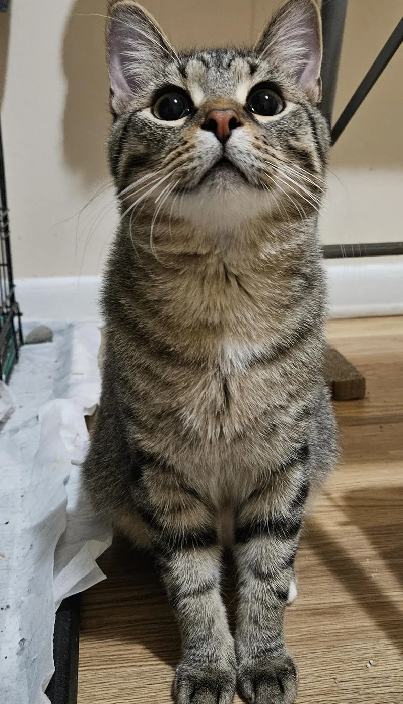 A young medium-sized male Tabby (Brown / Chocolate) Domestic Short Hair cat named Eddie for adoption in Milwaukee, WI