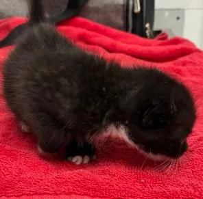 A baby small-sized male Domestic Short Hair cat named Barry for adoption in Los Angeles, CA