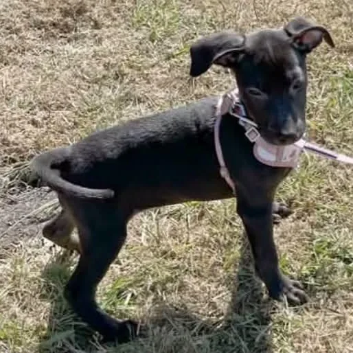 A baby large-sized female Black Labrador Retriever dog named Marta for adoption in Traverse City, MI