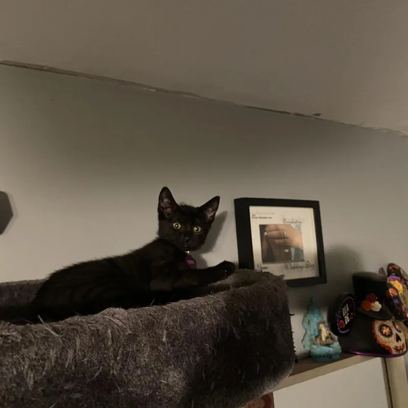 An adult small-sized female Black Domestic Short Hair cat named Fiona for adoption in Howard beach, NY
