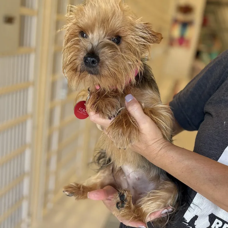 An adult small-sized female Yorkshire Terrier dog named Buttercup for adoption in Chicago, IL