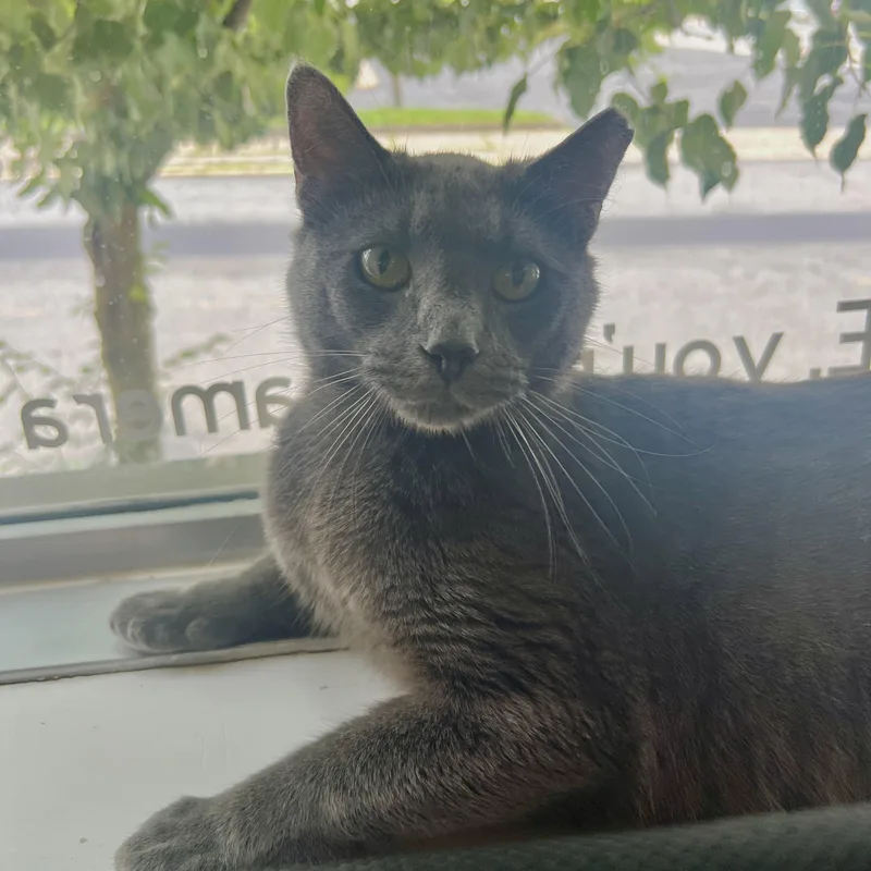 A young medium-sized male Domestic Short Hair cat named Marcus for adoption in Altoona, PA