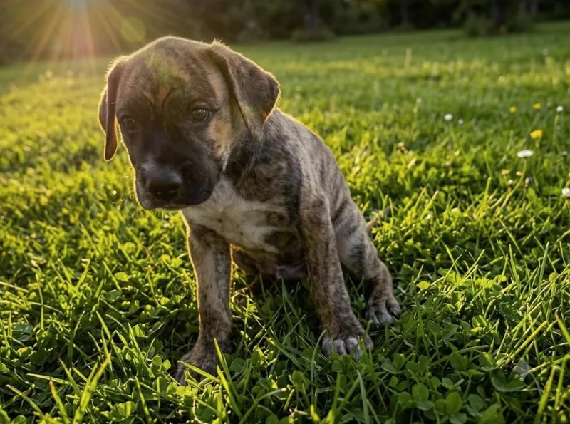 A baby medium-sized male Brindle Boxer dog named Otis for adoption in Pleasant Valley, NY