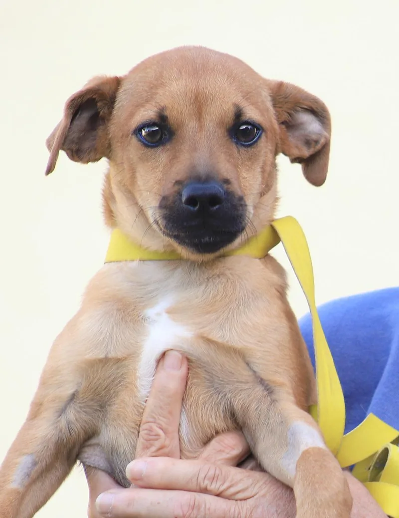 A baby medium-sized male Hound dog named Hunter for adoption in North Fort Myers, FL