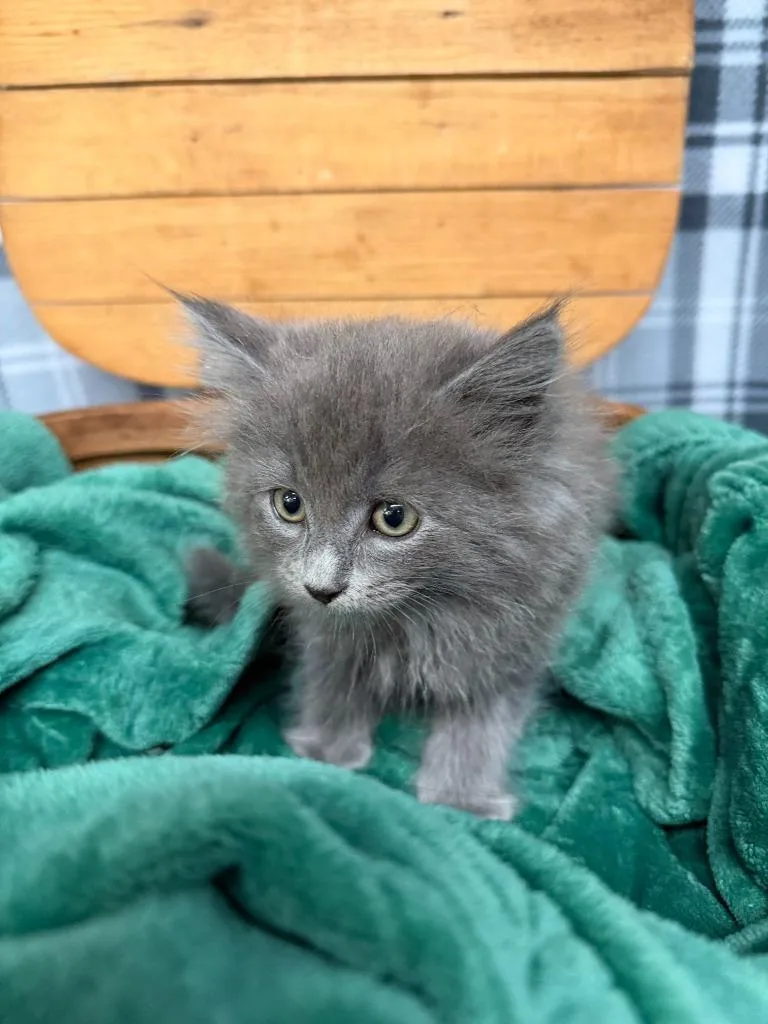 A baby small-sized female Domestic Long Hair cat named Kiara for adoption in Algona, IA