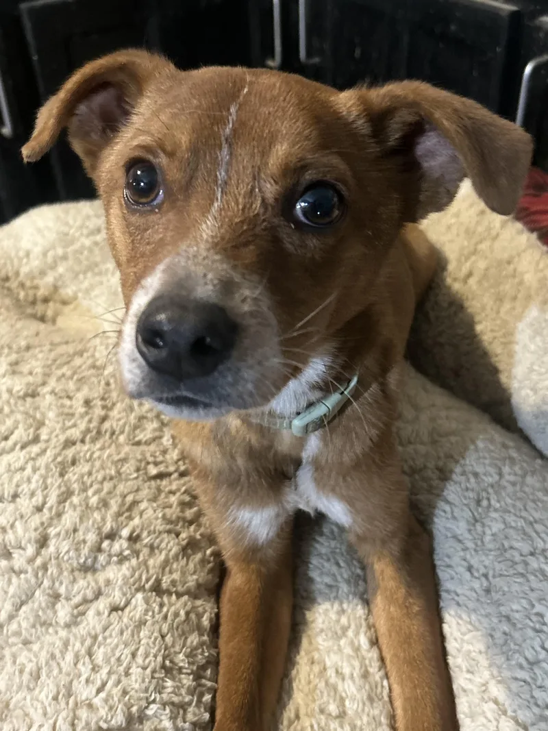 A young medium-sized male Australian Cattle Dog / Blue Heeler dog named Fatboyslim for adoption in Hardin, MT