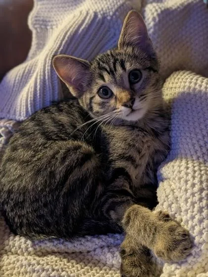 A baby small-sized female Domestic Short Hair cat named Bali for adoption in Divide, CO
