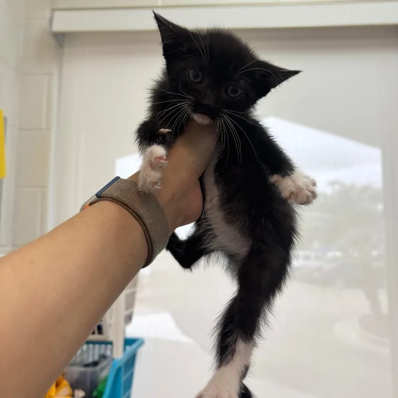A baby small-sized female Black Domestic Short Hair cat named Smokey for adoption in Corpus Christi, TX