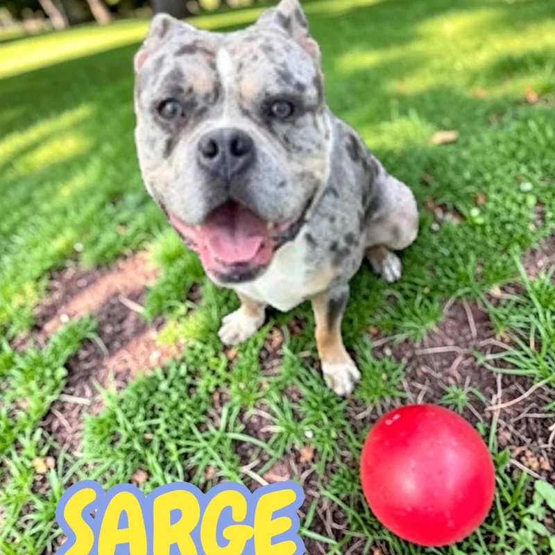 Sarge thumbnail 2