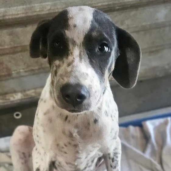 A baby medium-sized female White / Cream Bluetick Coonhound dog named Taffy for adoption in Freeport, FL