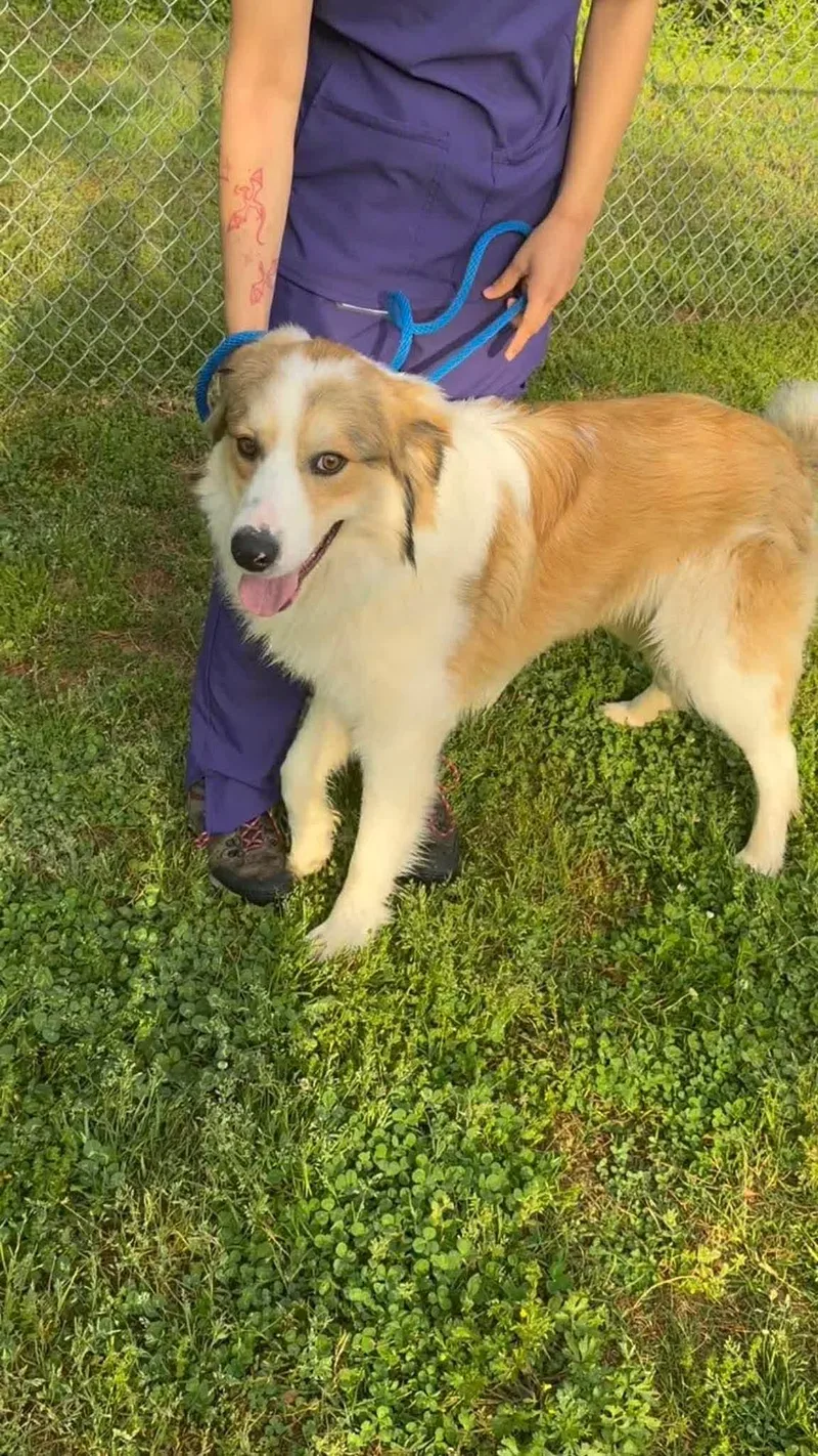 A young large-sized male Collie dog named Pierce for adoption in Holbrook, NY